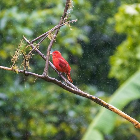 Aves De Tierras Altas Villa Bijagua Ngoại thất bức ảnh