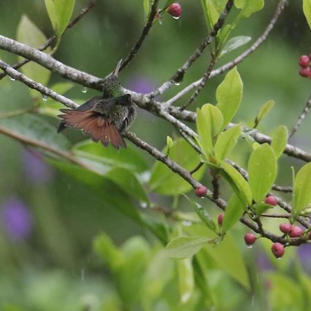 Aves De Tierras Altas Villa Bijagua Ngoại thất bức ảnh
