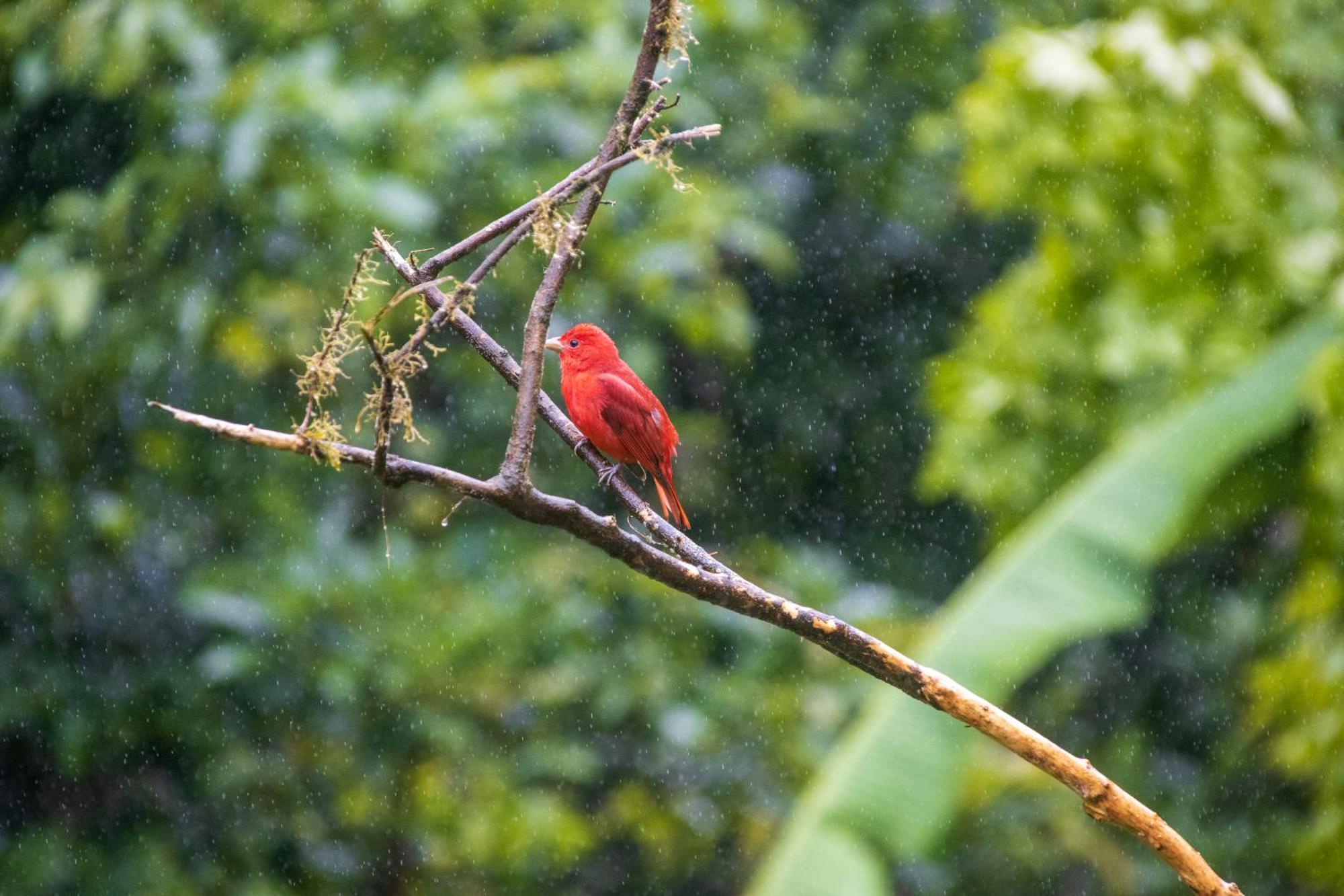 Aves De Tierras Altas Villa Bijagua Ngoại thất bức ảnh