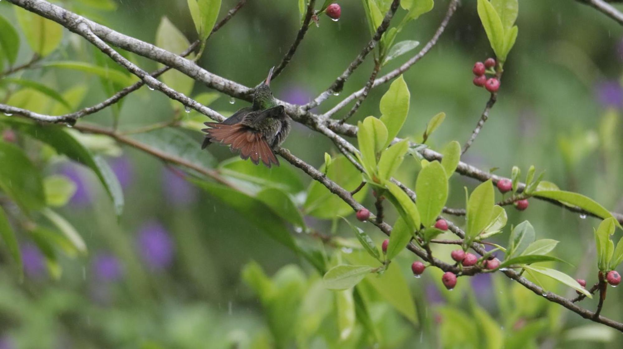Aves De Tierras Altas Villa Bijagua Ngoại thất bức ảnh