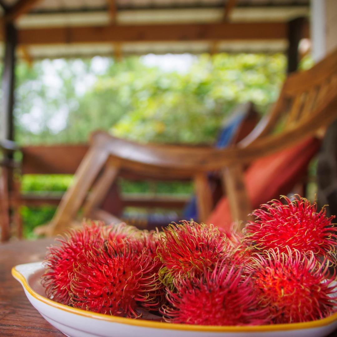 Aves De Tierras Altas Villa Bijagua Ngoại thất bức ảnh