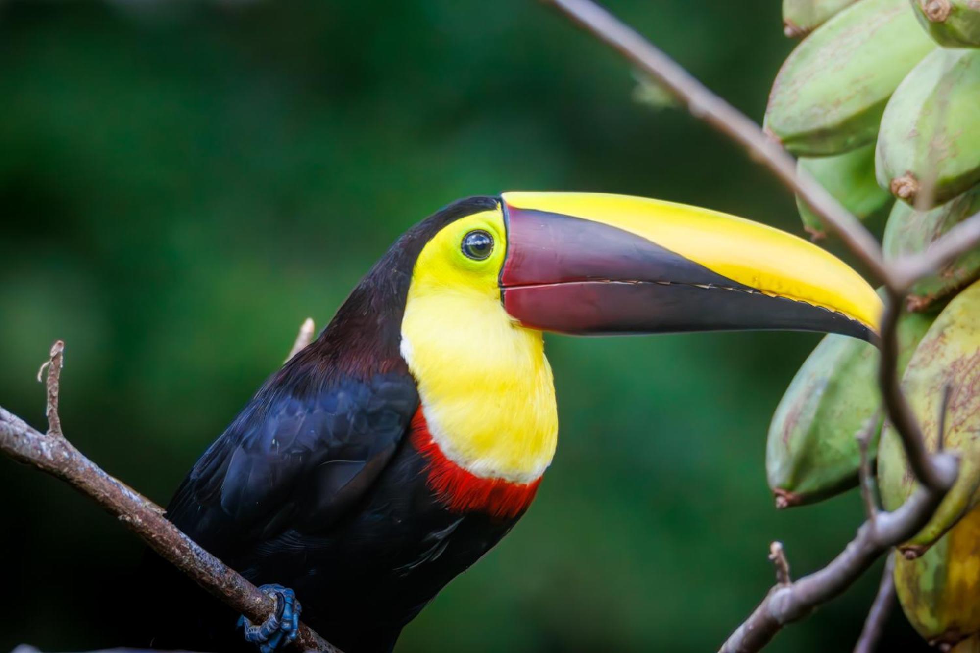 Aves De Tierras Altas Villa Bijagua Ngoại thất bức ảnh