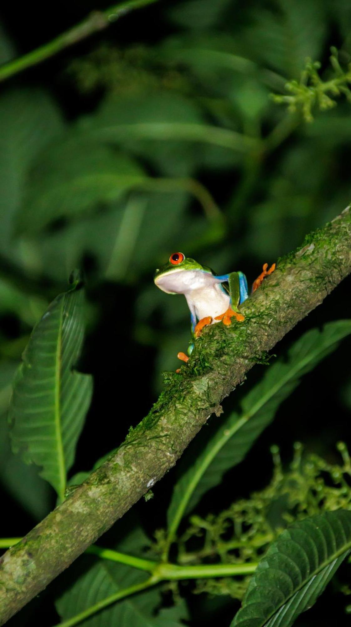 Aves De Tierras Altas Villa Bijagua Ngoại thất bức ảnh