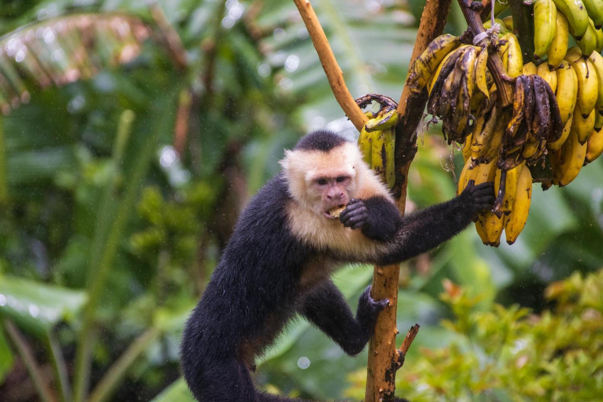 Aves De Tierras Altas Villa Bijagua Ngoại thất bức ảnh