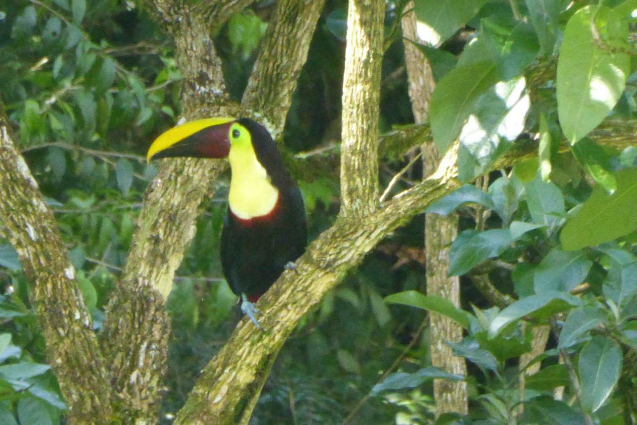 Aves De Tierras Altas Villa Bijagua Ngoại thất bức ảnh