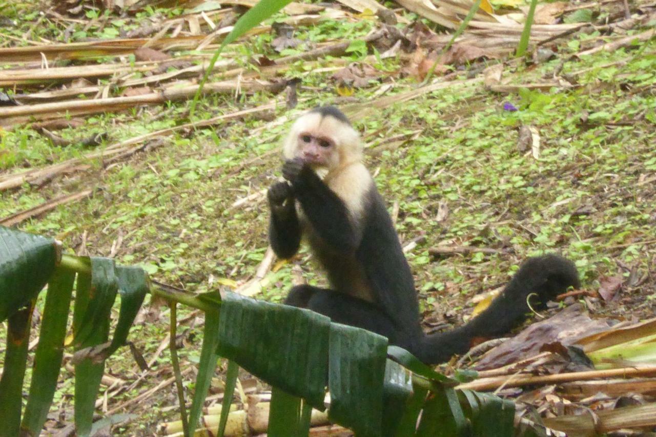 Aves De Tierras Altas Villa Bijagua Ngoại thất bức ảnh