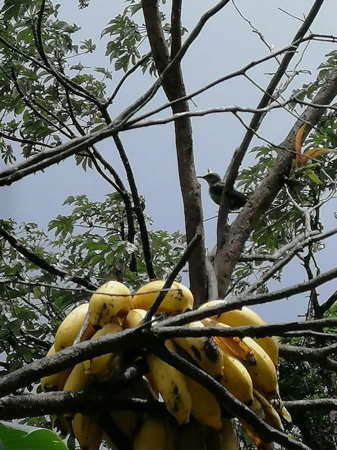 Aves De Tierras Altas Villa Bijagua Ngoại thất bức ảnh
