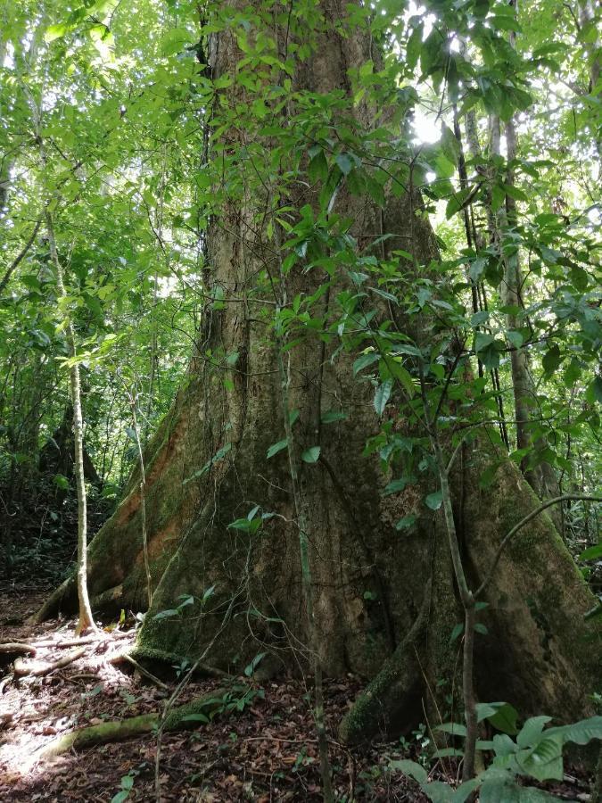 Aves De Tierras Altas Villa Bijagua Ngoại thất bức ảnh